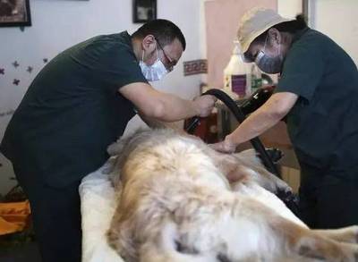 寵物行業(yè)新藍(lán)海 服務(wù)領(lǐng)域迎來(lái)爆發(fā)式增長(zhǎng)