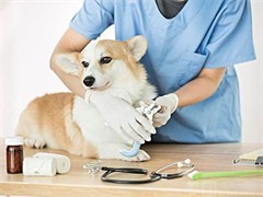 當1元遇到寵物醫院 是福利還是噱頭？