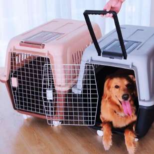 專業、安心之選 金山寵物貓托運服務全指南